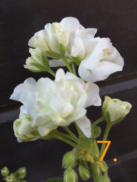 7.バラ咲きゼラニウム 1鉢1本 花 花苗 多年草 匿名配送