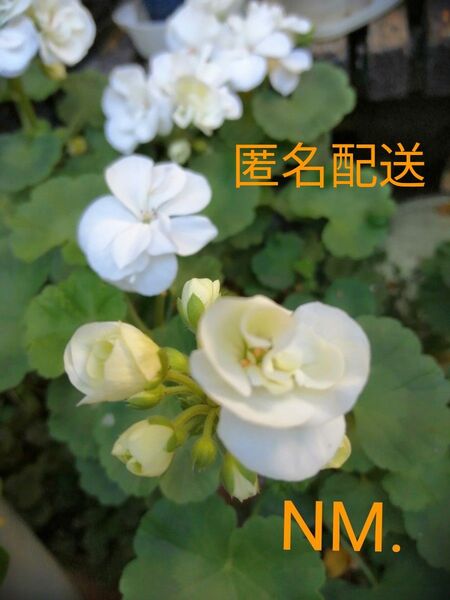 NM.バラ咲きゼラニウム 1鉢1本 花 花苗 多年草 匿名配送