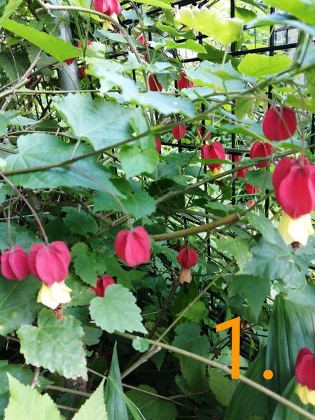 アブチロンチロリアンランプ 挿し芽苗 1本 多年草 匿名配送