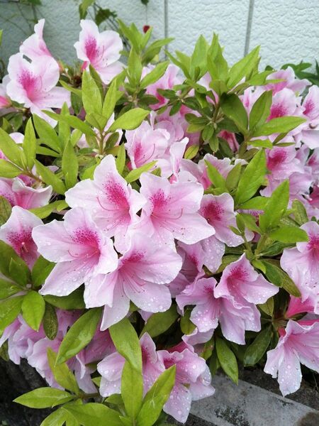 ツツジ 挿し木 花苗 多年草 匿名配送