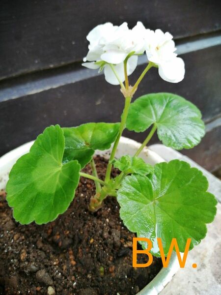 BW.バラ咲きゼラニウム 1鉢1本 花 花苗 多年草 匿名配送