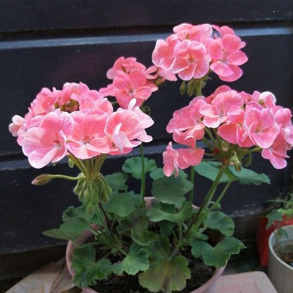 ゼラニューム 花苗 1鉢1本 お花が大きい ピンク お花がいっぱい咲く