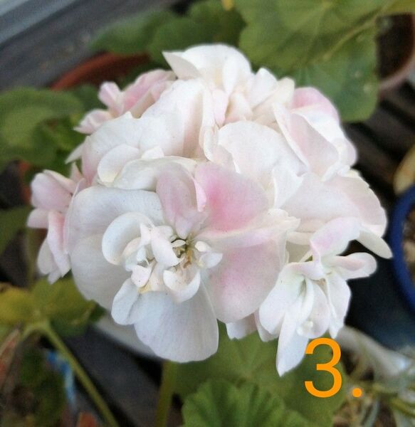 3.バラ咲きゼラニューム 花苗 1鉢1本 多年草 匿名配送