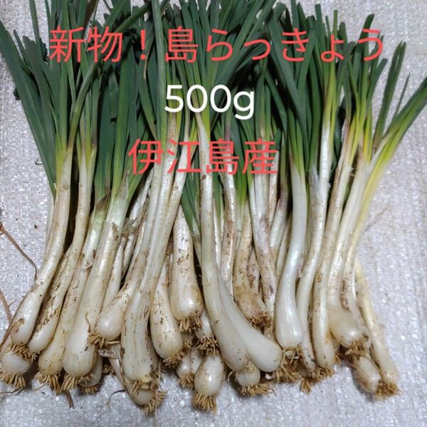 島らっきょう(伊江島産)500g(シャラポワ)