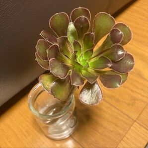 【多肉植物】黒法師 カット苗!1苗ご購入後カットしてお届けします(^^) 2本目から送料分お値引します。