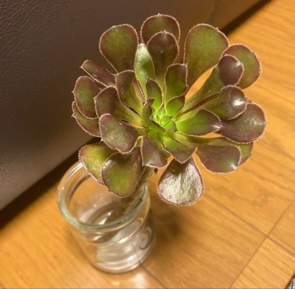 【多肉植物】黒法師 カット苗!1苗ご購入後カットしてお届けします(^^) 2本目から送料分お値引します。