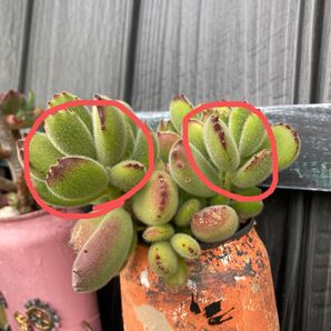 【多肉植物】熊童子 2カット!赤丸印の2カットをご購入後にカットしてお届けします(^^)クマさんのお手手みたいな可愛い子