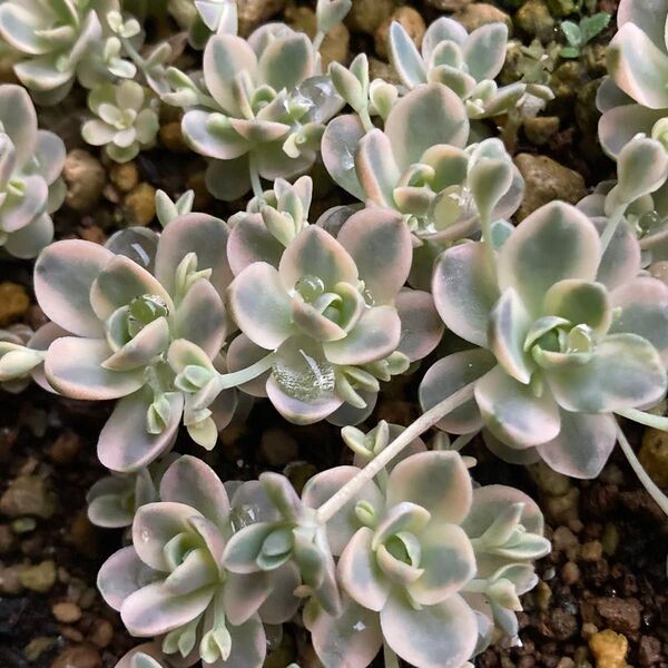 【多肉植物】子持ち蓮華錦 鏡花!画像の苗達のなかから1苗♪お届けします。
