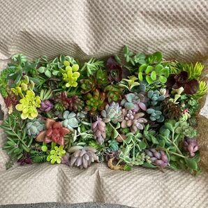 ①【多肉植物】たっぷり♪セダムと多肉カット苗セット!大きなパックにいっぱい詰めました(^^)現品発送させて頂きます。