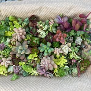 ④【多肉植物】たっぷり♪セダムと多肉カット苗セット!大きなパックにいっぱい詰めました(^^)現品発送させて頂きます。
