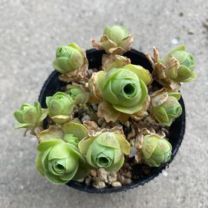 【多肉植物】グリーノビア ドドランタリス!可愛いく休眠中の姿に