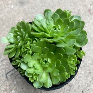 【多肉植物】プラティフィラ 群生多肉! 赤ちゃんがいっぱい出る多肉です!群生して可愛い子です!