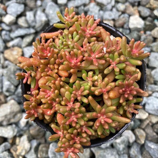 【多肉植物】セダム ベッラデインベルノ♪ポット苗全て!先端のカラーの可愛いセダムです。