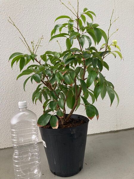 ライチ ノーマイチ 取り木苗