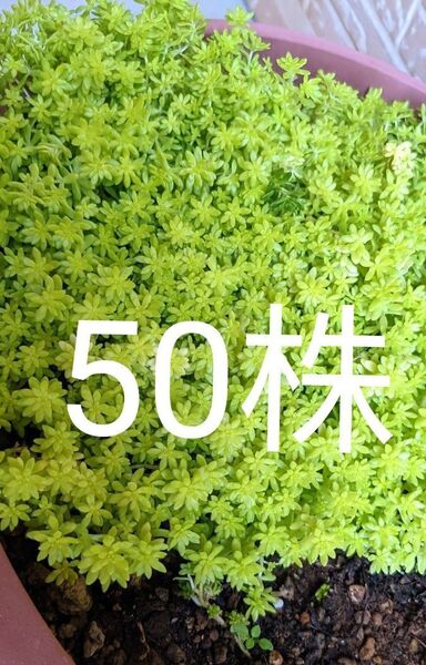 セダム ドリームスター 万年草