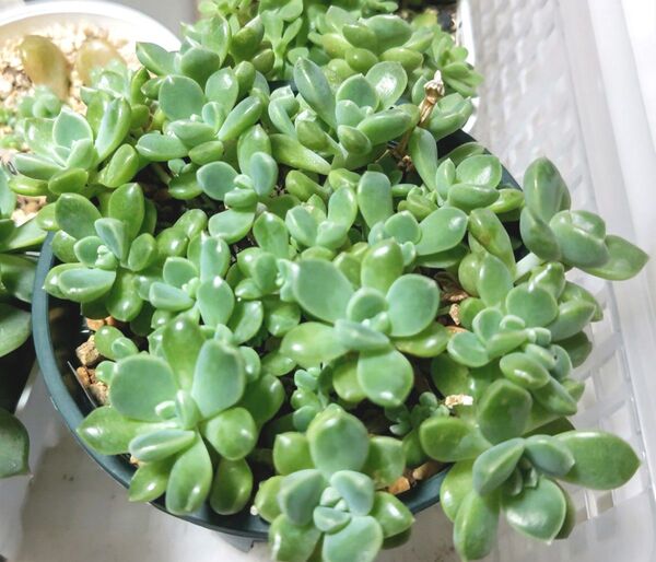 おもち、札付き10カット、おまけ付き