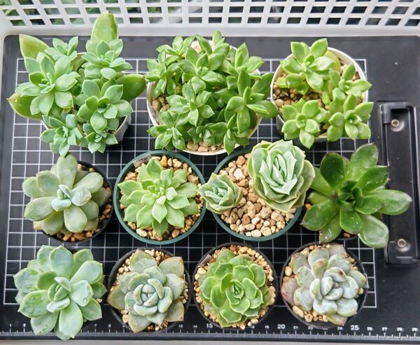 多肉植物、抜き苗11種類、おまけ付き