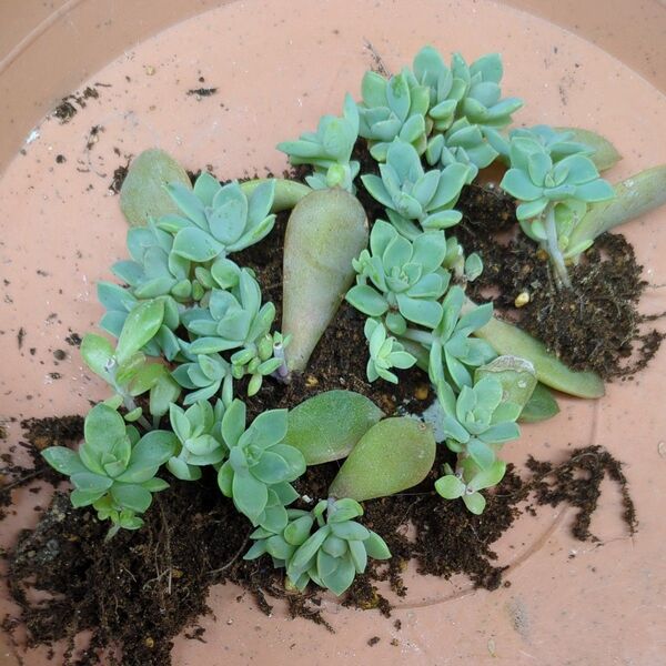 多肉植物 ディッシュ 葉挿し抜き苗