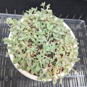 多肉植物 子持ち蓮華 抜き苗 たっぷり /ゆうパケットポスト専用箱にて発送