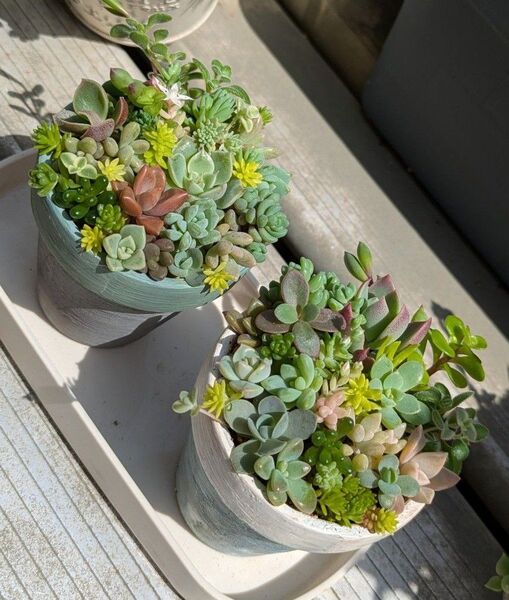 多肉植物 カット苗 寄せ植えセット ミニ 2つセット ⑤