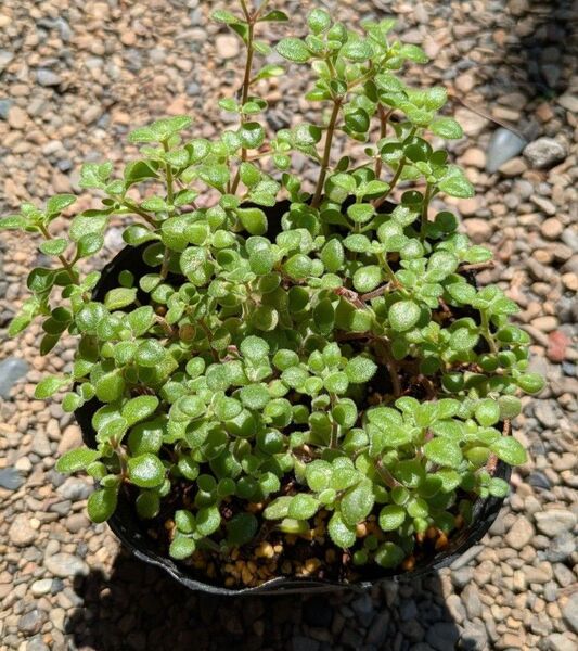 多肉植物 抜き苗 ブロウメアナ 9センチポット