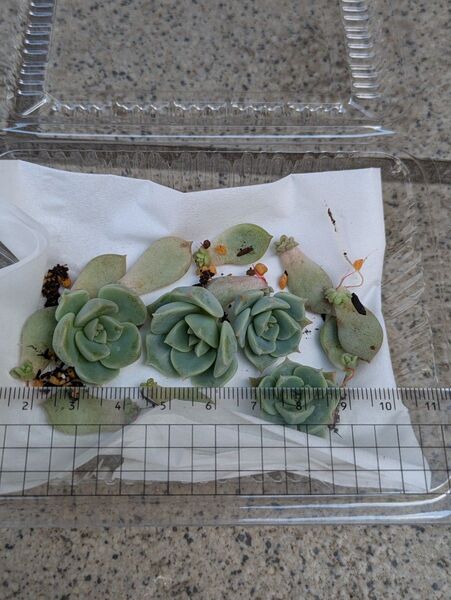 多肉植物 薄氷 カット苗+葉挿し10枚 発芽済み