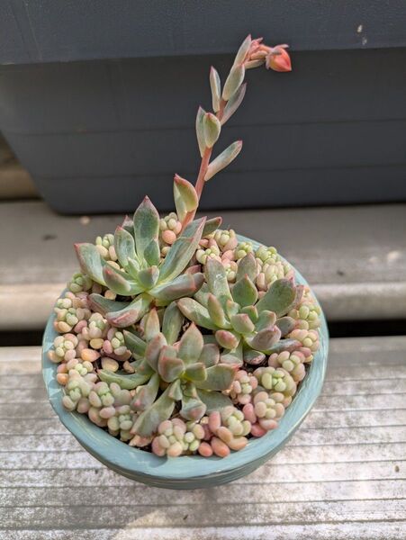 多肉植物 カット苗 ベニマリス パープルヘイズ 寄せ植えセット 花芽つき