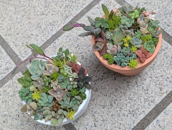 多肉植物 カット苗 寄せ植えセット ミニ 2つセット 9