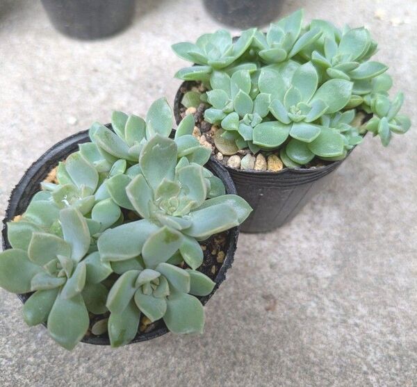 多肉植物 葉挿し抜き苗 ディッシュ 2ポット