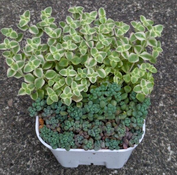 多肉植物 抜き苗 セダム パープルヘイズ リトルミッシー