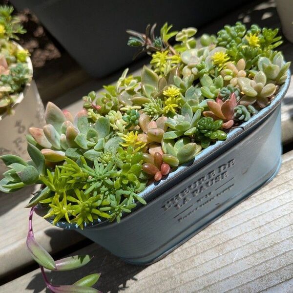 多肉植物 カット苗 春の寄せ植えセット 32