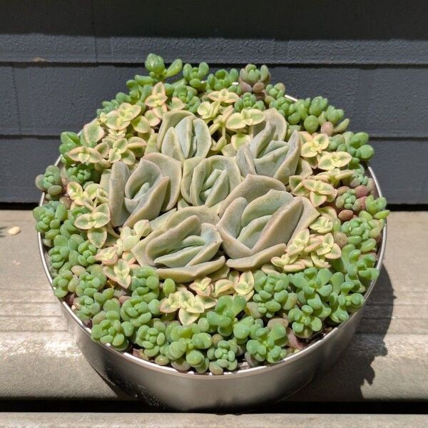 多肉植物 カット苗 ラブリーローズ /パープルヘイズ・リトルミッシー 寄せ植えセット