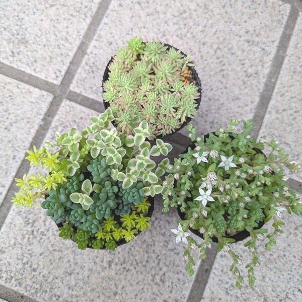 多肉植物 セダム 寄せ植えセット 6センチポット×3 セダムの小さな森