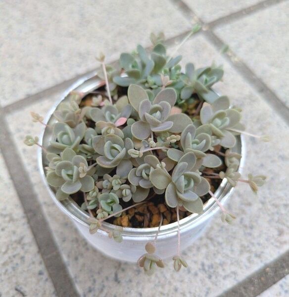 多肉植物 抜き苗 子持ち蓮華 ちび苗
