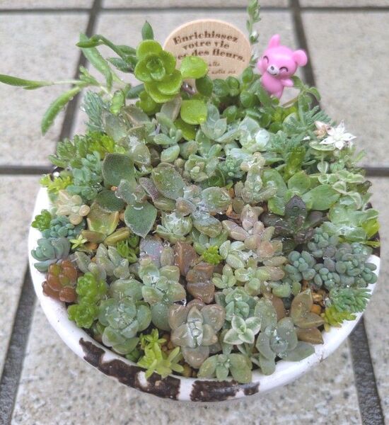 多肉植物 カット苗微発根 寄せ植えセット 大きめ