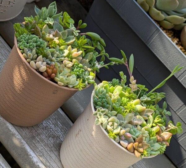 多肉植物 カット苗 寄せ植えセット ミニ 2つセット ⑥