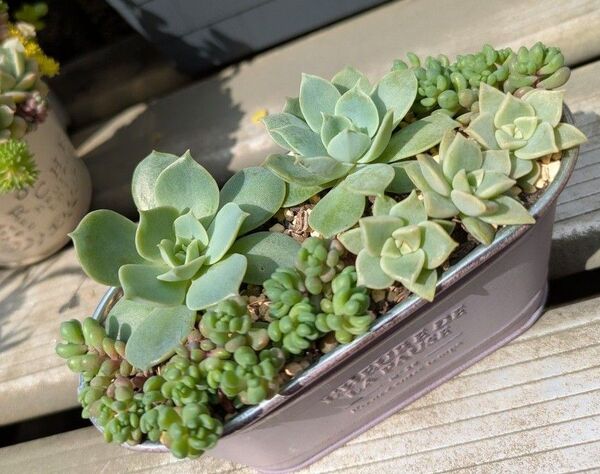 多肉植物 カット苗 静夜 薄氷 パープルヘイズ 寄せ植えセット 母の日
