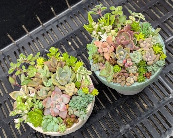 多肉植物 カット苗 寄せ植えセット ミニ 2つセット ④