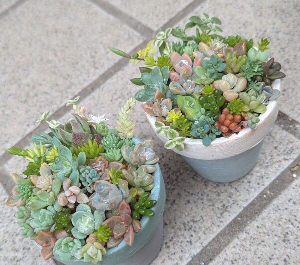 多肉植物 カット苗 寄せ植えセット ミニ 2つセット ⑧