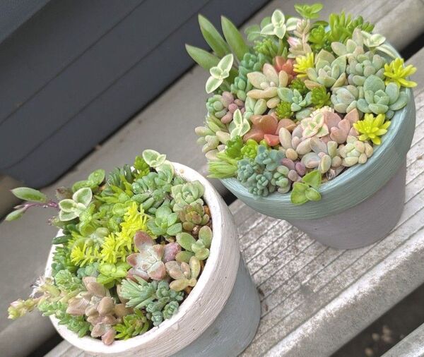 多肉植物 カット苗 寄せ植えセット ミニ 2つセット②