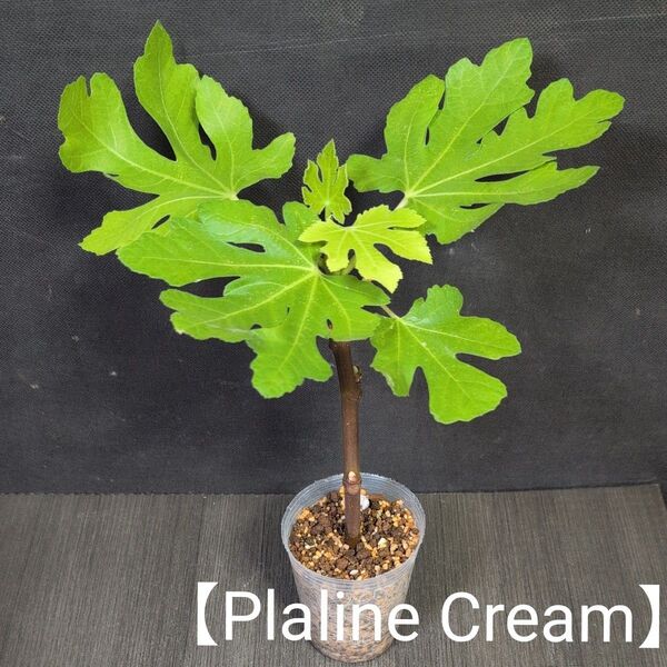 イチジクの苗【Praline Cream】