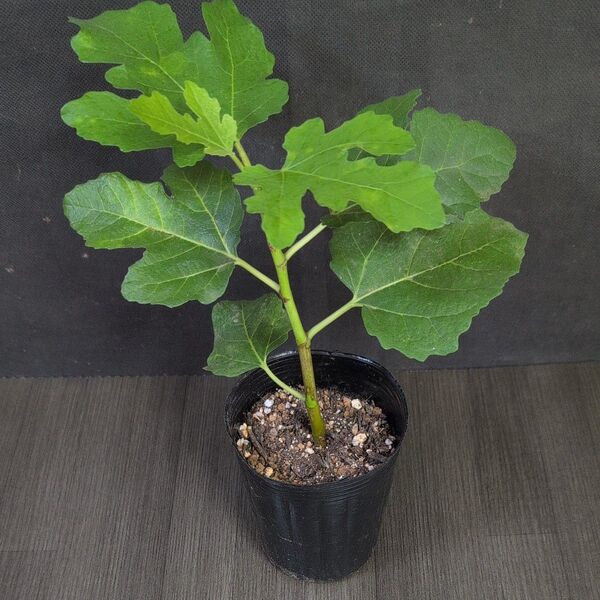 イチジクの苗【Figs Flower】