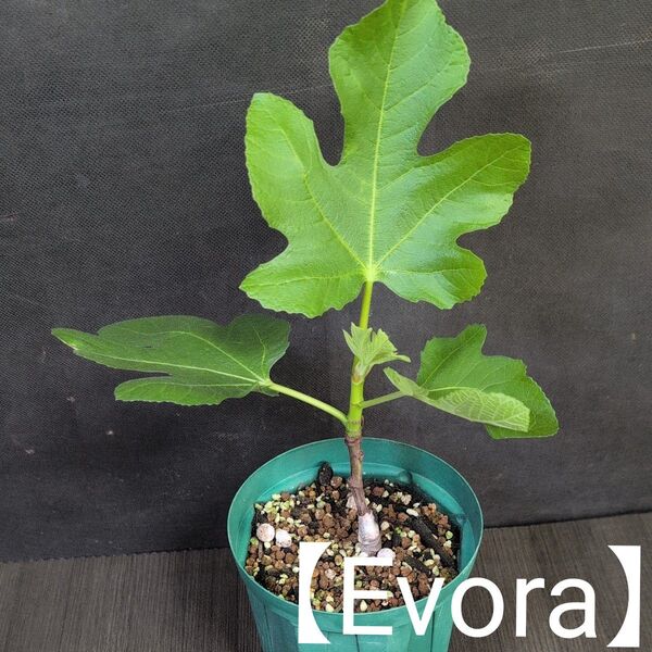 イチジクの接木苗【Evora】