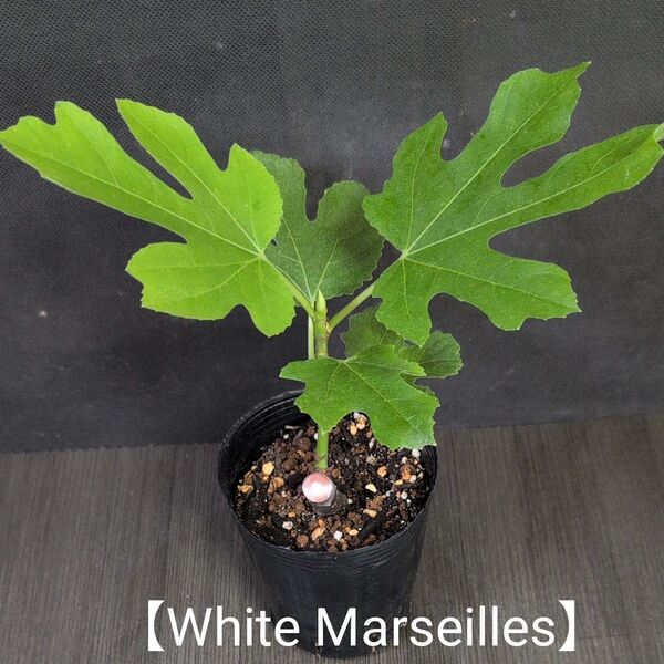 イチジクの苗【White Marseilles】