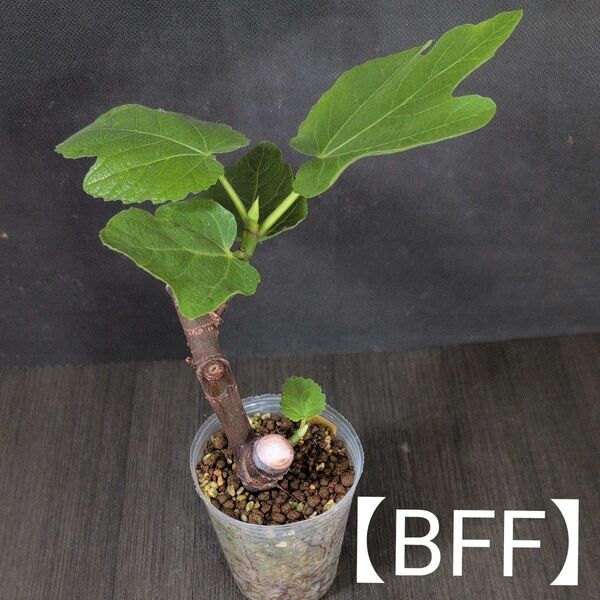イチジクの苗【Bass' Favorite Fig】訳あり品