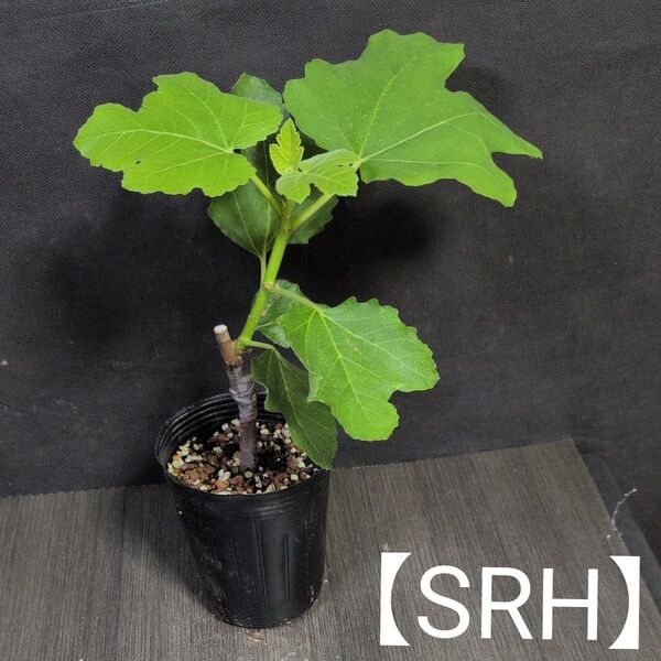 イチジクの接木苗【Super Red Hybrid】