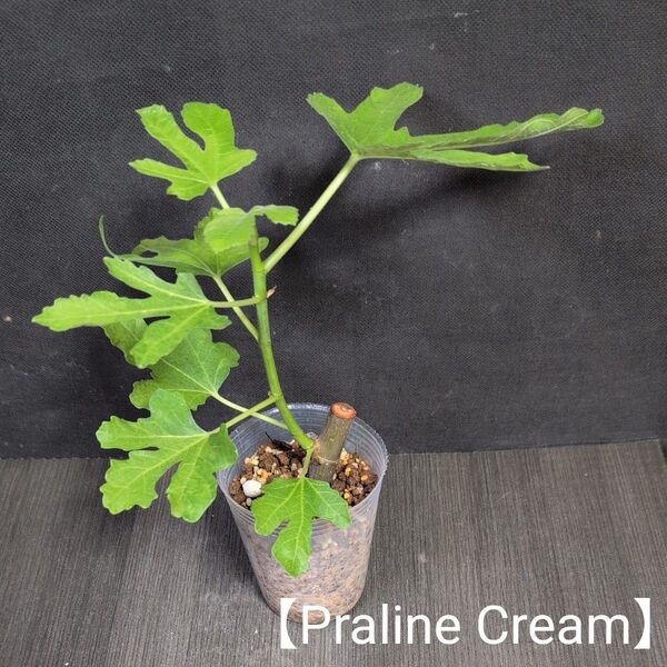 イチジクの苗【Praline Cream】