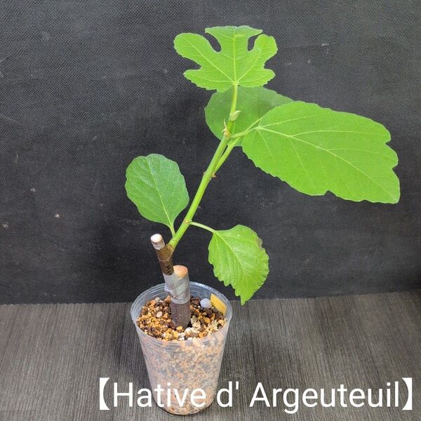 イチジクの接挿木苗【Hative d' Argeuteuil】