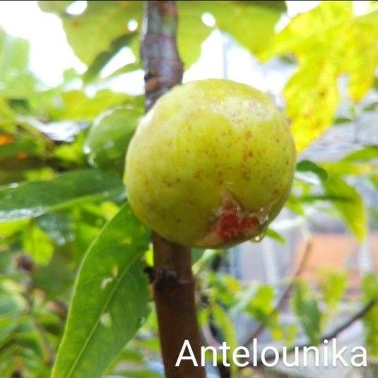イチジクの苗【Antelounika】