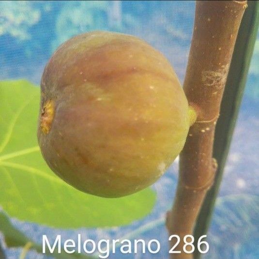 イチジクの苗【Melograno 286】